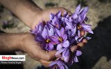 تصاویر/ برداشت زعفران از مزارع بهشهر و گلوگاه
