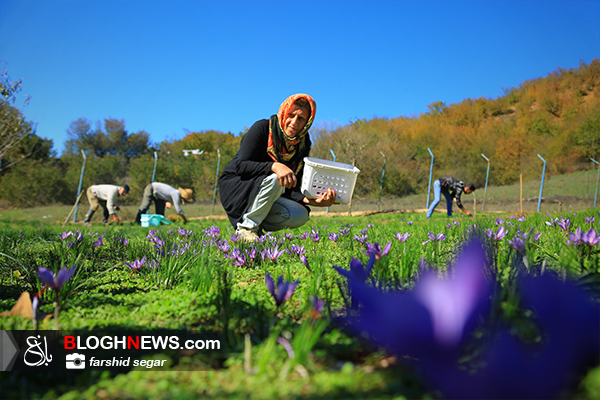 تصاویر/ برداشت زعفران از مزارع شرق مازندران