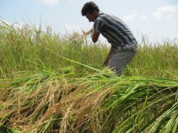 استاندار مازندران خواستار تلاش بیشتر برای كاهش هزینه های تولید برنج شد