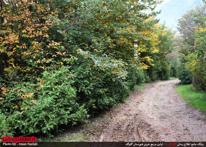 ذخیره‌گاه شمشاد در مرز شرقی مازندران/تصاویر