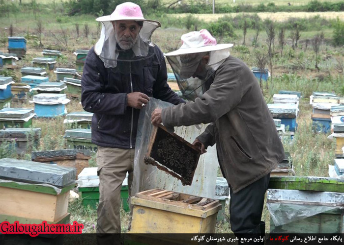 مهاجرت معکوس حاصل عمل به اقتصاد مقاومتی با زنبورداری در کوهستان