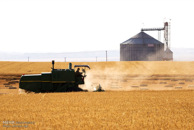 ۸۳ هزار تن گندم در مازندران خریداری شده است