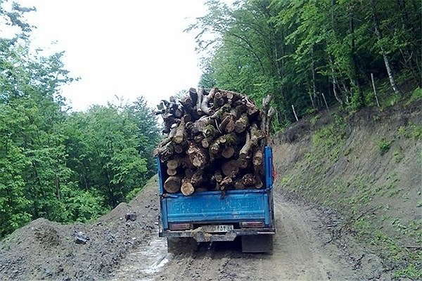 کشف یک تن چوب جنگلی قاچاق در نکا