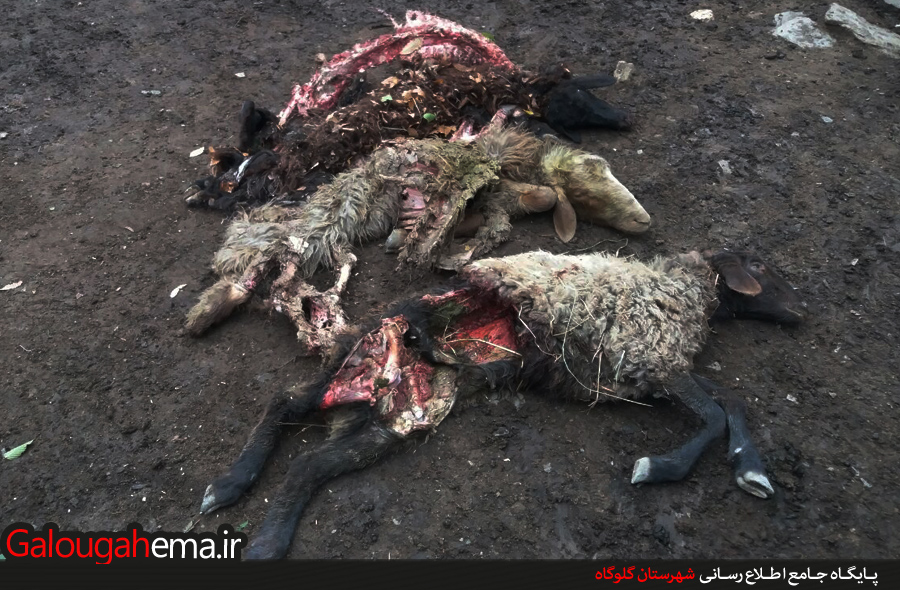 حمله گرگهای گرسنه به گله گوسفند در گلوگاه+تصاویر