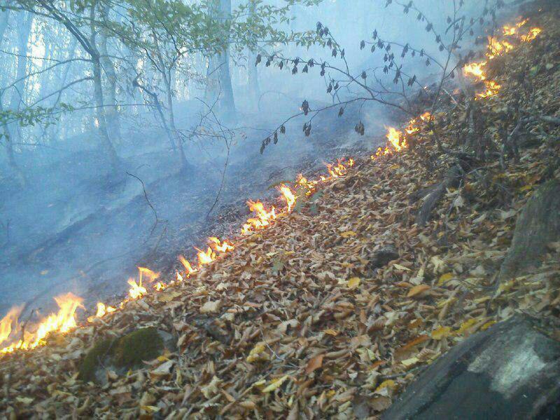 آتش سوزی در جنگل گلوگاه