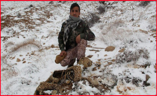 کشف جسد توله پلنگ ایرانی در کوه های خراسان شمالی +عکس