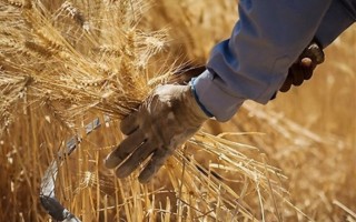 فیلم| برداشت سنتی گندم از مزارع گلوگاه