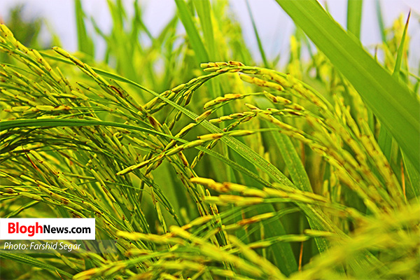 📸 خوشه‌های سبز برنج در شالیزارهای گلوگاه