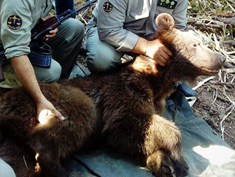 نجات خرس جوان از تله گرازگیر در گلوگاه