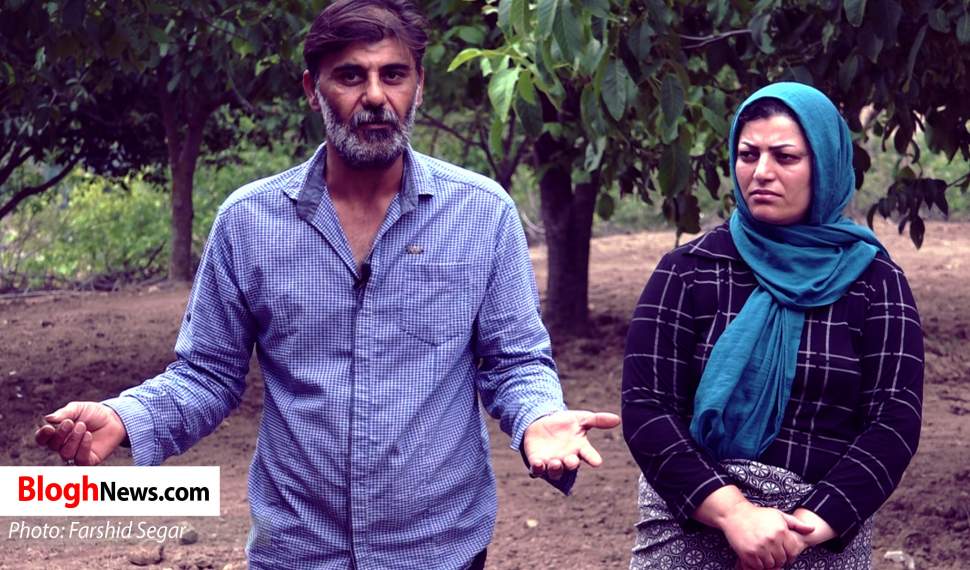 فیلم | درختان بی‌ ثمر هدیه جهاد کشاورزی به کشاورزان مازندرانی