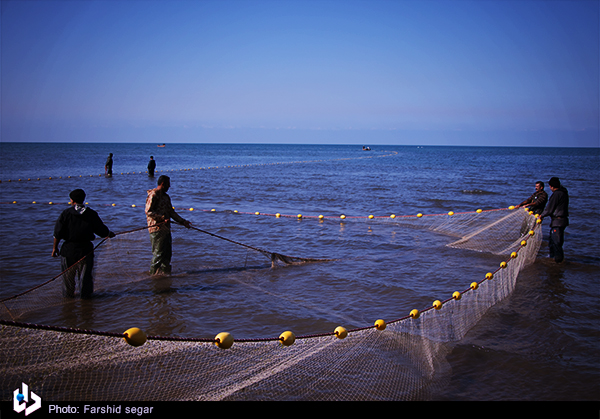 تصاویر/ صید ماهی در شبه جزیره میانکاله مازندران