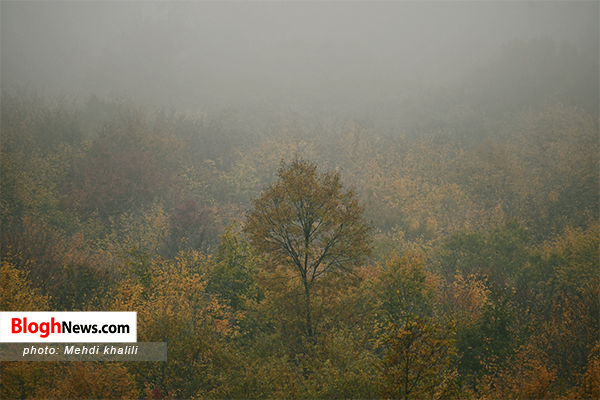 جنگل شرق مازندران در فصل پاییز