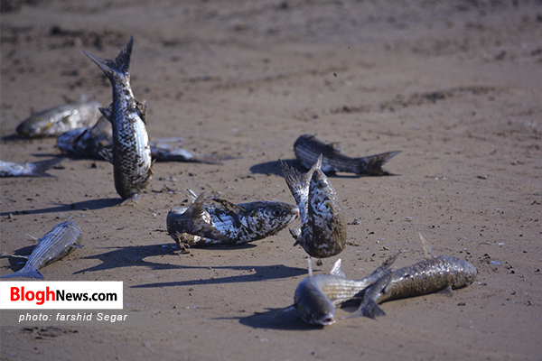 کلیپ | صید ماهی استخوانی در دریای خـزر
