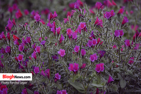 تصاویر/ مزارع گل گاوزبان در هزارجریب گلوگاه