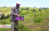 فیلم | جهش تولید با کشت گل محمدی در مناطق کوهستانی بهشهر