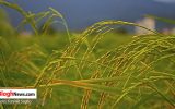 فیلم | خوشه‌های سبز برنج شالیزارهای گلوگاه
