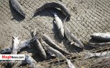 صید ماهیان استخوانی دریای خزر در مازندران