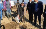۱۵ هکتار از اراضی دشت ناز گلوگاه به کشت درختان سریع الرشد اختصاص یافت