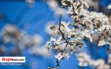 تصاویر/ شکوفه‌هایی که نوید بهار را کمی زودتر آوردند