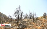 تصاویر/ آثار آتش سوزی جنگل‌های سرخ گریوه بهشهر