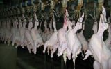 تولید ۳۳۰ تن گوشت مرغ گرم آماده طبخ در گلوگاه
