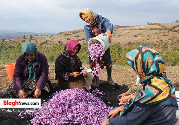 تصاویر/ برداشت زعفران از مزارع شرق مازندران